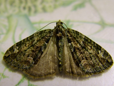 Red-green Carpet
